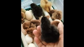 Cómo sacar pollos en incubadora