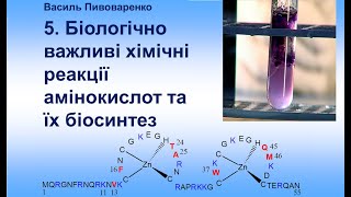 5. Біологічно важливі реакції амінокислот та їх біосинтез. Пептиди, їх  практичне значення