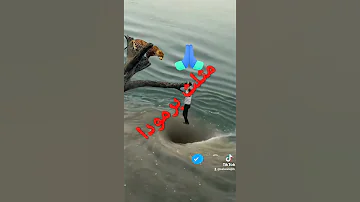 مثلث برمودا 
