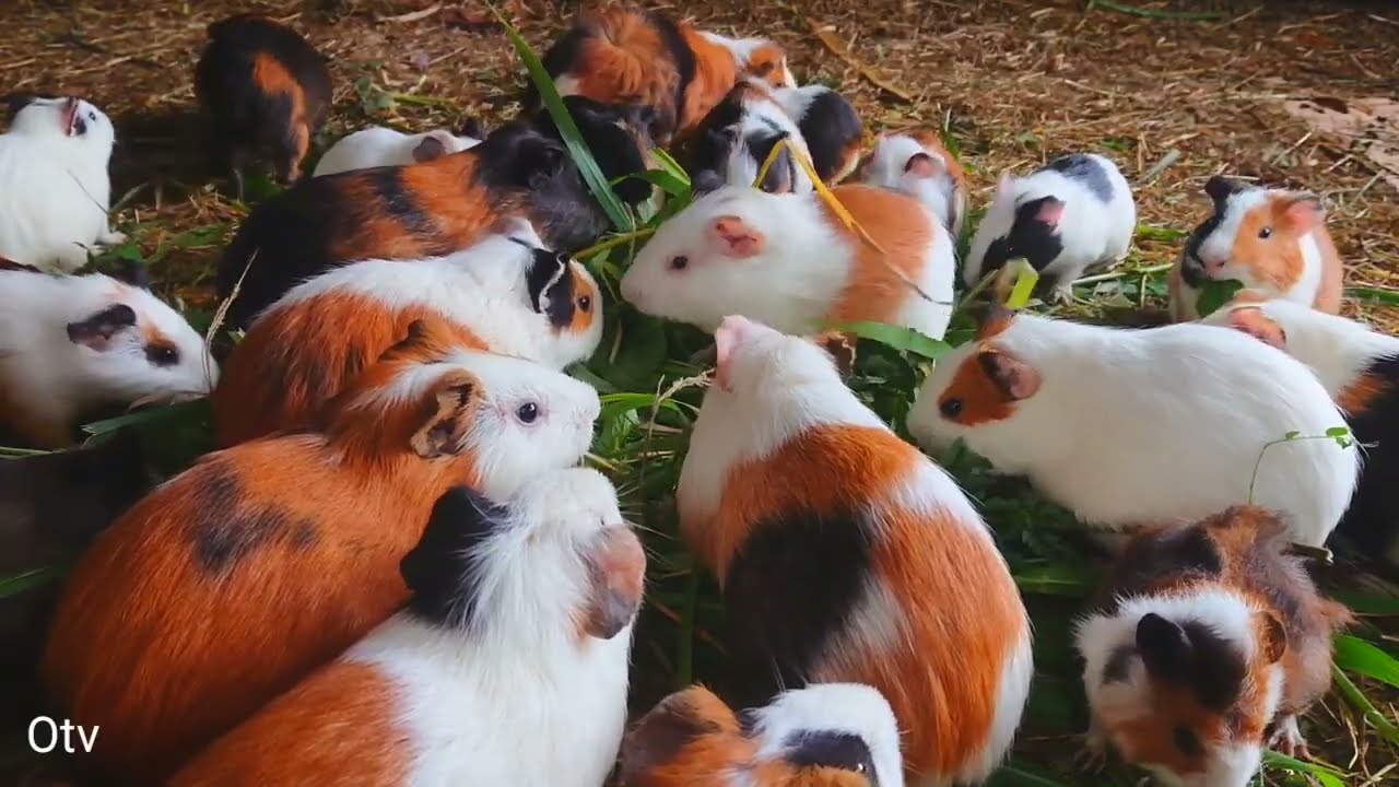 Eating guinea pig asmr, funny routine of guinea pigs when eating, baby animals asmr 