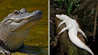 American alligators part 1