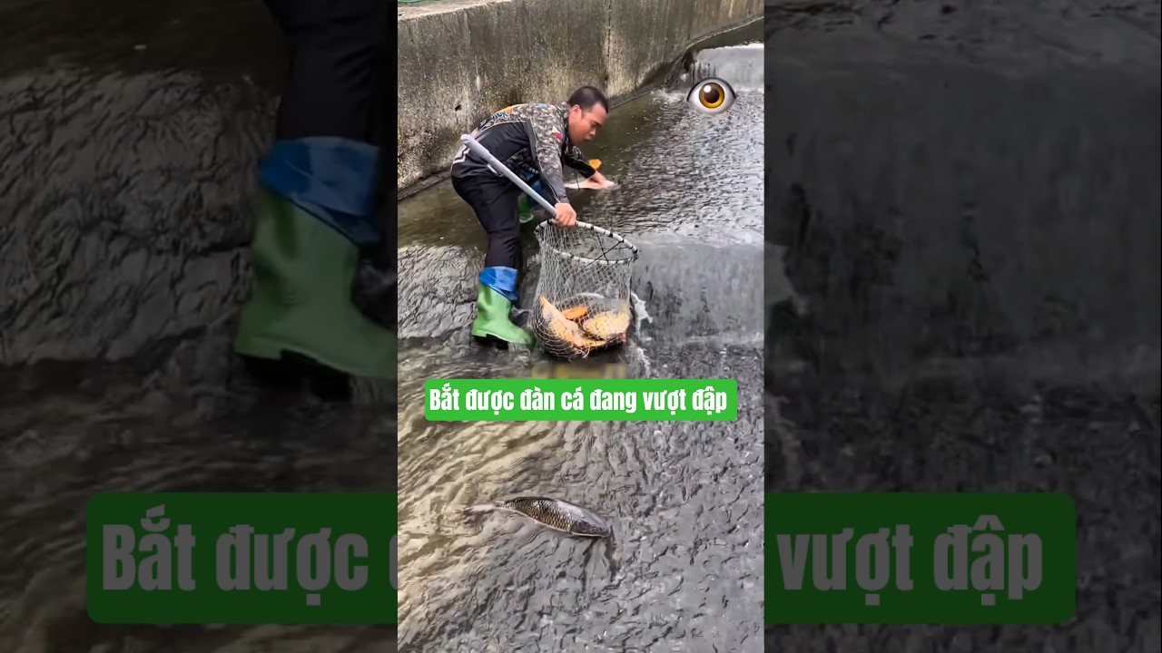 anh cần thủ đi câu cá gặp 1 đàn cá đang vượt thác và cái kết #cauca #batca