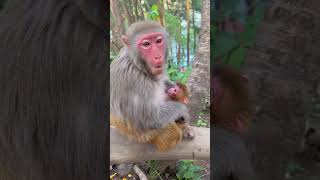 Mother monkey feeding baby monkey