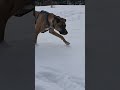 Snow Dog....#shorts #dog #slowmotion