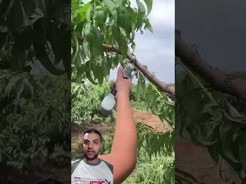 مقصات تقليم الاشجار بالشحن       
