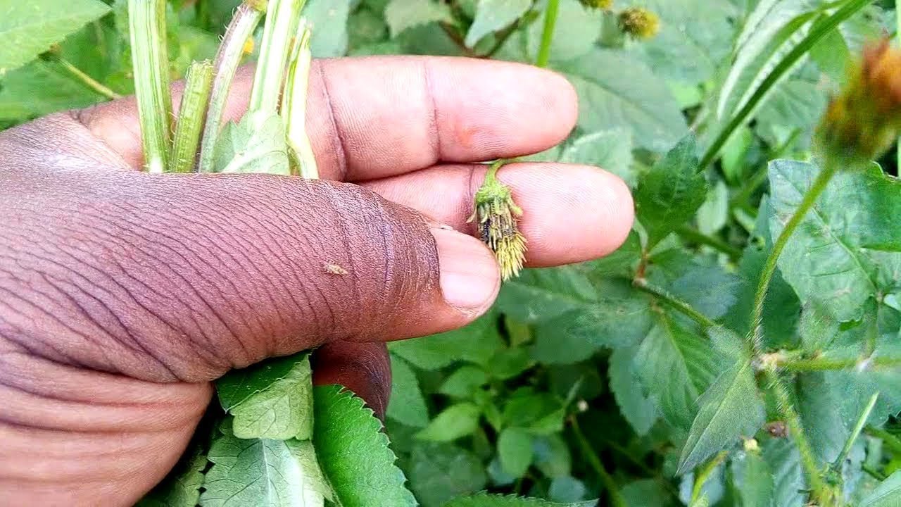 EDDAGALA ERIWONYA EKIFUBA HERBAL MEDICINE THAT HEALS COUGH