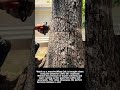 Insane Power Bringing Down a Giant in Seconds #worker #process #amazing #satisfying #extreme