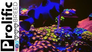 HOW TO FEED ZOANTHID AND PALYTHOA CORALS | AIO NANO REEF TANK NO SKIMMER