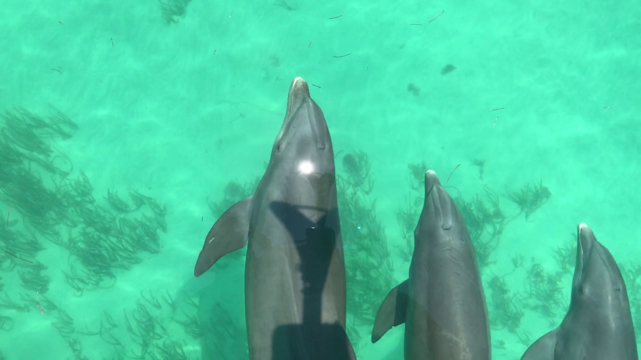 Dolphin riding our bow, Key West, Florida