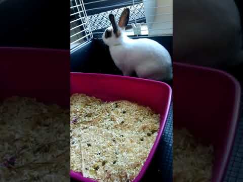 Présentation de ma lapine et de sa cage