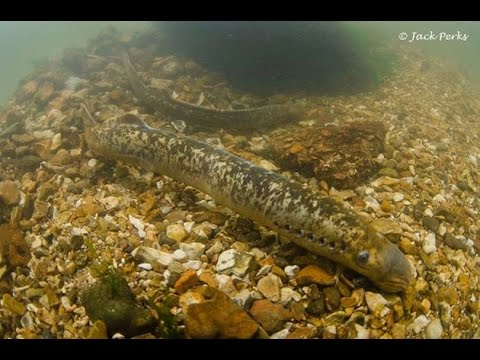 Video: Hvordan Marinere Lampreys Deilig