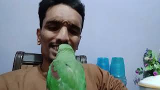 My New Friend Pahari Toota I Love Birds And Animal