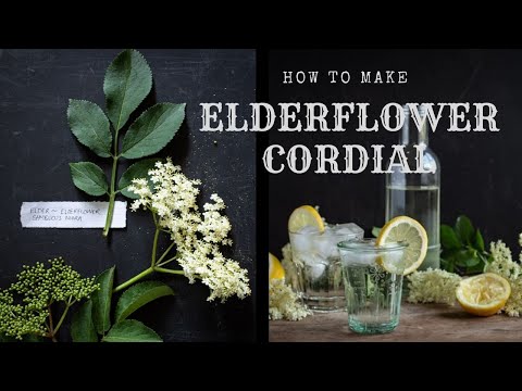 Video: Kegunaan Elderflower Biasa – Ketahui Mengenai Resipi dan Idea Elderflower