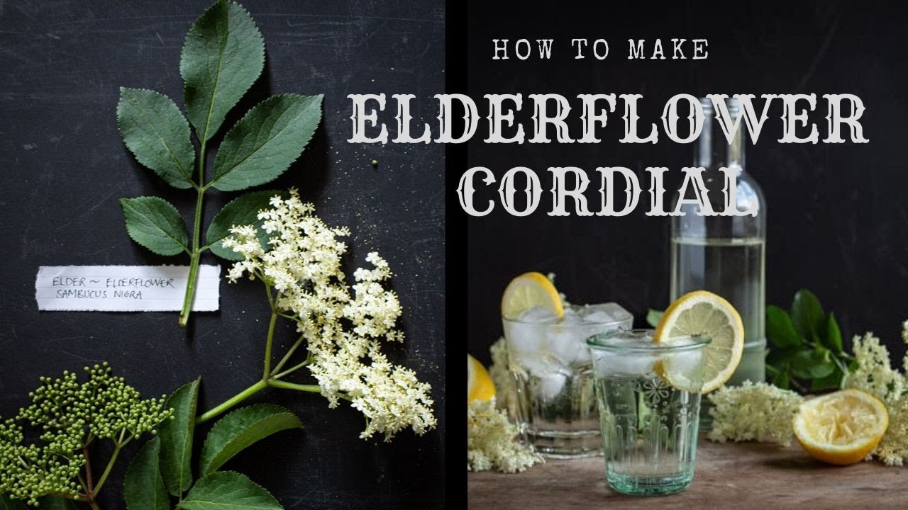How to Make Elderflower Cordial | Wild Food Recipes