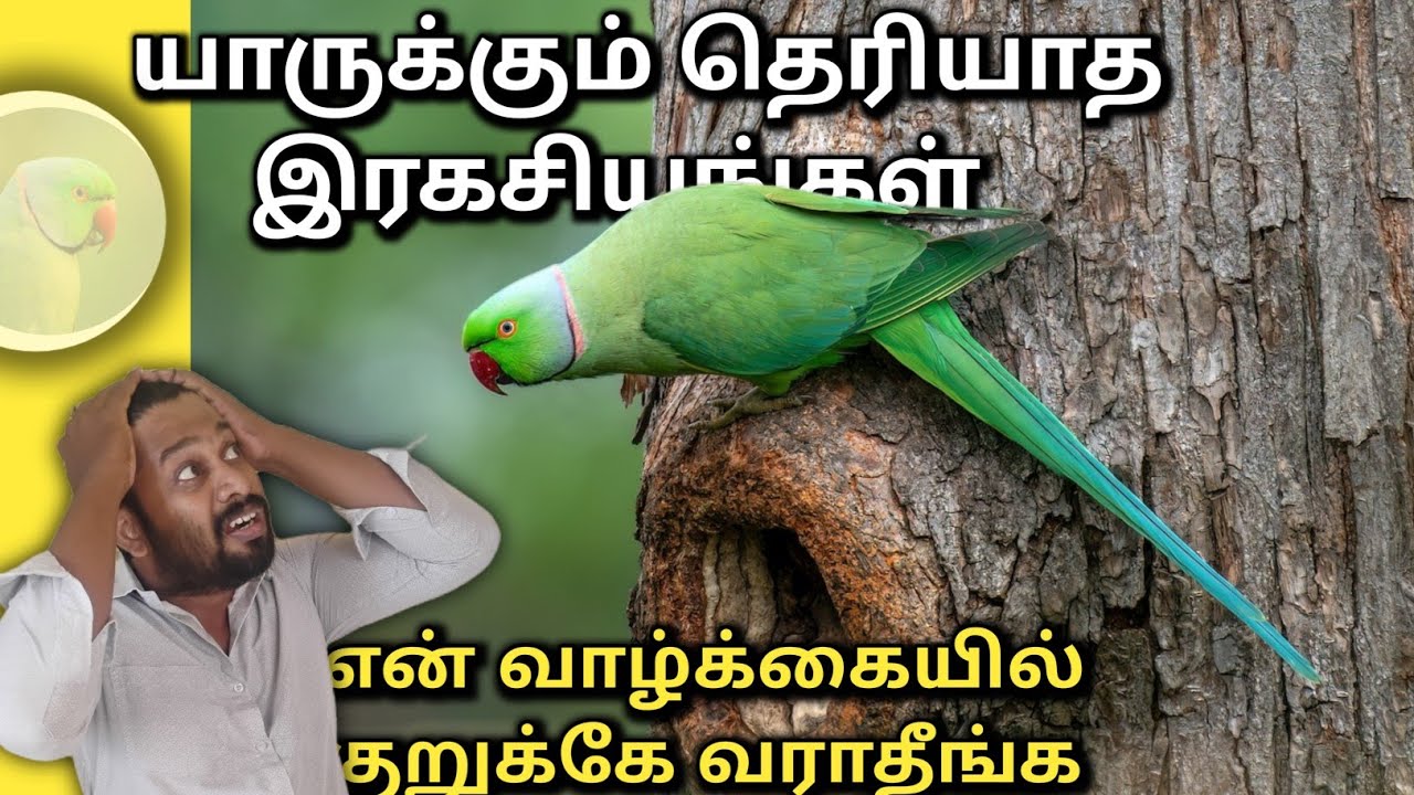 என்ன கிளிகள் இப்படியெல்லாம் செய்யுமா? Parrot facts and Life - Anbulla Sahotharan 