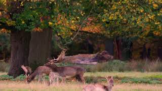 Damhirsche im Wildpark Dülmen