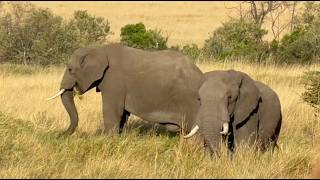 7 Day Private Safari Kenya | Masai Mara & More – Flexivel Kenya Safaris