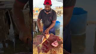 Live Yellowfin Trevally Fish Cutting Mr. Sampath