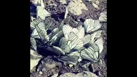 Любовь у бабочек💓