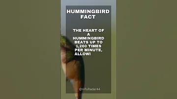 Humming bird Fact #hummingbird #facts #animals #birds