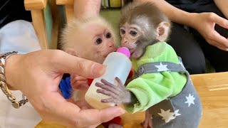 Pika monkey and AKA monkey fight fiercely over a bottle of milk