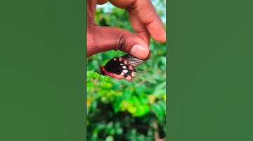 Saving Beautiful Butterfly 🦋  from Spider-web.