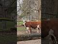 cow and her grown up calf playing with one another toronto canada apr 2026