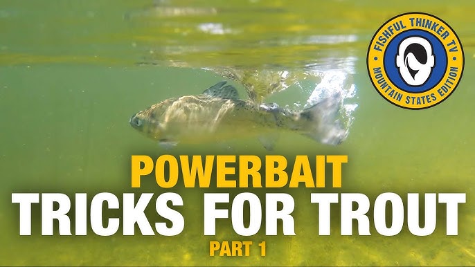 How to Catch Trout with Powerbait - Color SHOWDOWN! Amazing Underwater Trout  Strikes and Reactions 