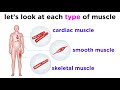 Types of Tissue Part 3: Muscle Tissue