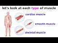 Muscle Types and Functions in the Human Body