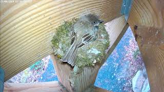 Eastern Phoebe 'Piko' lays first egg 🥚! by Birdchill™ birdwatching cams 393 views 13 days ago 21 minutes