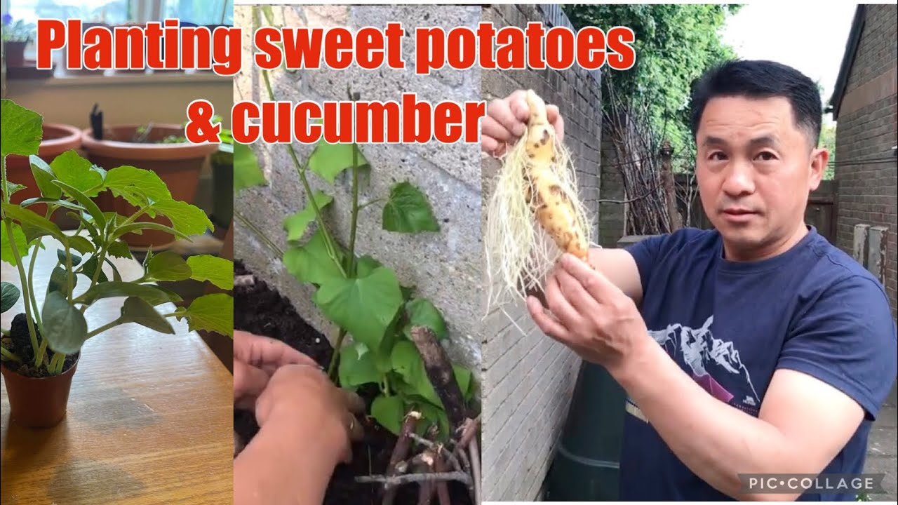 Planting cucumber & sweet potatoes  