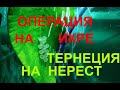 Операция икра и тернеция на нерест