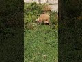 Свиноматка на природе