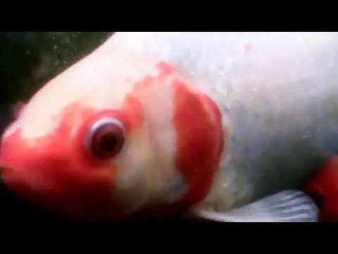 Fische im Gartenteich (Teich) Karpfen YouTube