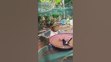 murai batu mandi di alam liar