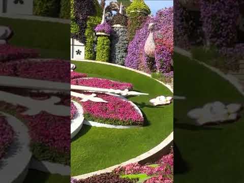 Travel Around Exploring the Enchanting Dubai Miracle Garden | A Floral Wonderland! 1 🌺✨ #shorts