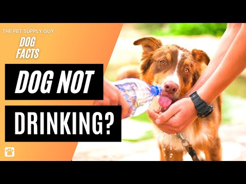 How Much Water Should a Dog Drink a Day? 🐕 Dog Not Drinking Water? (Dog Water Calculator)