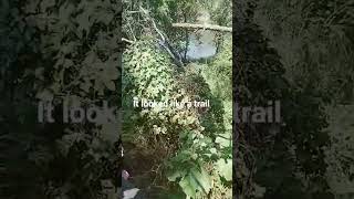 thought it was a trail