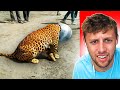 ANIMALS THAT ASKED PEOPLE FOR HELP!