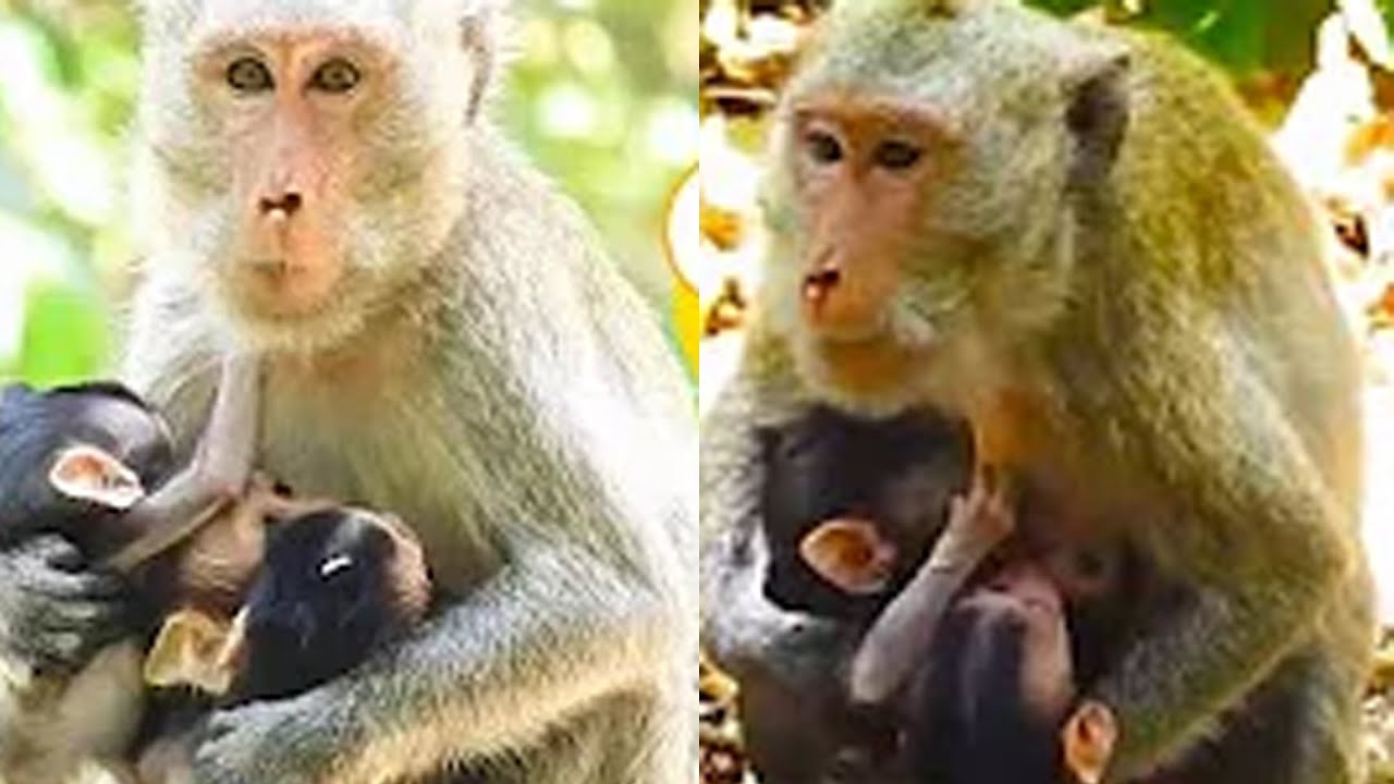 Monkey Getting Bothered The Poor Little Monkey Was Treated Badly By The Mother Monkey, The Baby ...