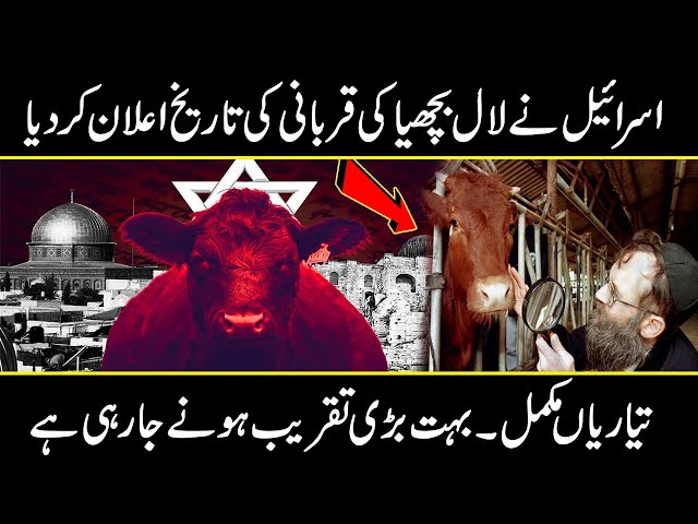 Israel Sacrificing Red Heifer In April | End time Prophecy | Urdu Cover class=