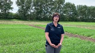 Agronomy Minute - Crop Scouting (part 2)