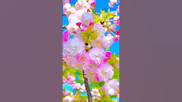 سورة الاخلاص ،، سورة الفلق ،، سورة الناس ،، القارئ بلال دربالي