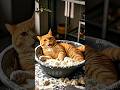cat Tum Sara khana kharab kar diya🫢#cat #shorts