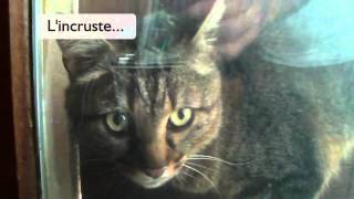 Incruste