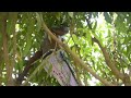 Chif Adhola (official trailer)