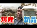 即ブリ君で『美麗オオクワガタ』を割り出したら凄かった！