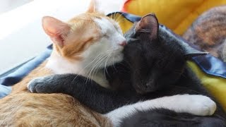 в КотоКафе "Котейка" (Иркутск) "Милости" в КотоКафе "Котейка" (Иркутск) "Милости"