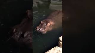 Swimming Hippo has a resonating laugh.